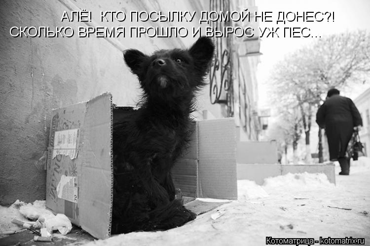АЛЁ! КТО ПОСЫЛКУ ДОМОЙ НЕ ДОНЕС?! СКОЛЬКО ВРЕМЯ ПРОШЛО И ВЫРОС УЖ ПЕС...... Котоматрица: АЛЁ! КТО ПОСЫЛКУ ДОМОЙ НЕ ДОНЕС?! СКОЛЬКО ВРЕМЯ ПРОШЛО И ВЫРОС УЖ ПЕС...