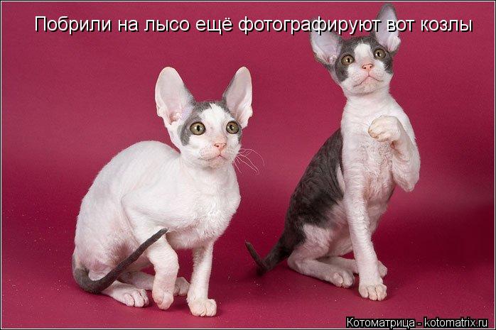 Котоматрица: Побрили на лысо ещё фотографируют вот козлы