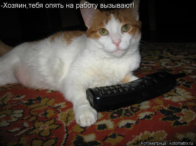 -Хозяин,тебя опять на работу вызывают!... Котоматрица: -Хозяин,тебя опять на работу вызывают!