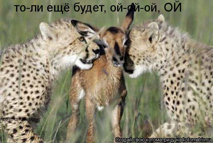 то-ли ещё будет, ой-ой-ой, ОЙ... Котоматрица: то-ли ещё будет, ой-ой-ой, ОЙ