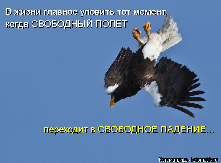 В жизни главное уловить тот момент, когда СВОБОДНЫЙ ПОЛЕТ переходит в СВОБОДНОЕ ПАДЕНИЕ...... Котоматрица: В жизни главное уловить тот момент, когда СВОБОДНЫЙ ПОЛЕТ переходит в СВОБОДНОЕ ПАДЕНИЕ...