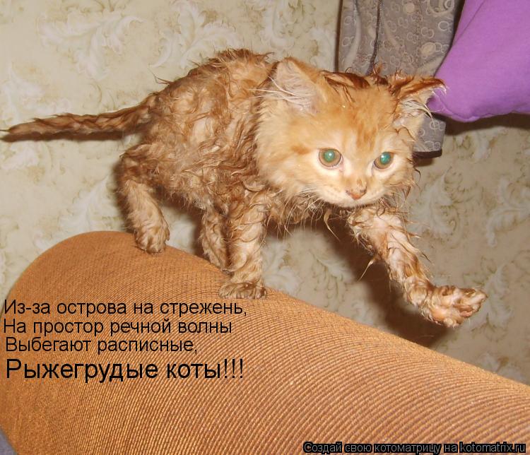 Из-за острова на стрежень, На простор речной волны Выбегают расписные, Рыжегрудые коты!!!... Котоматрица: Из-за острова на стрежень, На простор речной волны Выбегают расписные, Рыжегрудые коты!!!
