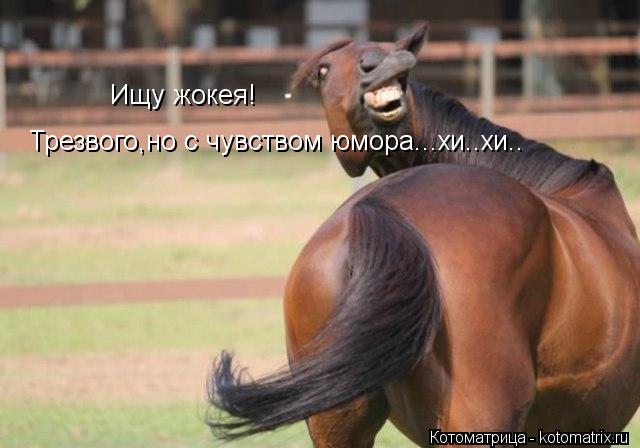 Трезвого,но с чувством юмора...хи..хи.. Ищу жокея!... Котоматрица: Трезвого,но с чувством юмора...хи..хи.. Ищу жокея!