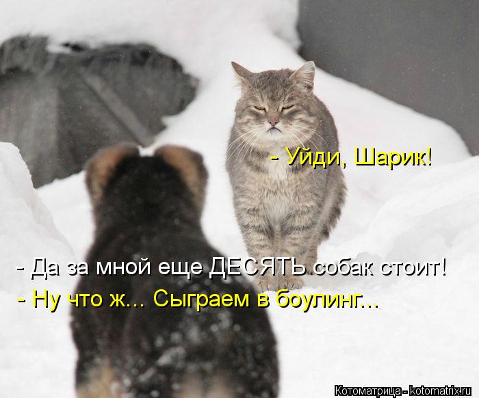- Уйди, Шарик! - Да за мной еще ДЕСЯТЬ собак стоит! - Ну что ж... Сыграем в боулинг...... Котоматрица: - Уйди, Шарик! - Да за мной еще ДЕСЯТЬ собак стоит! - Ну что ж... Сыграем в боулинг...