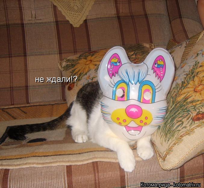 не ждали!?... Котоматрица: не ждали!?