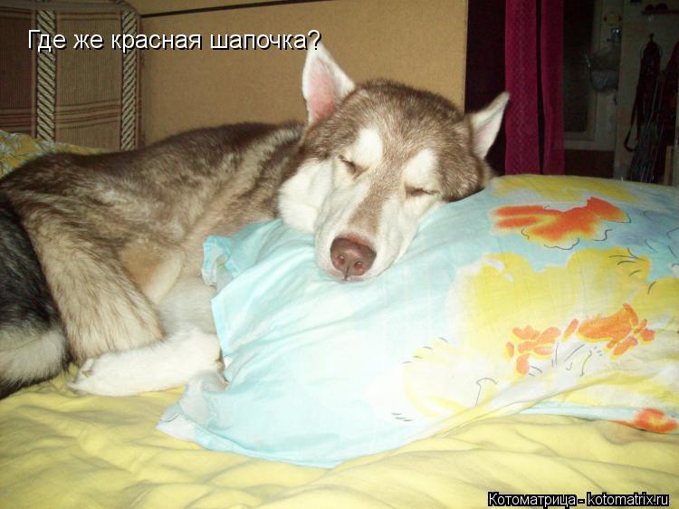 Где же красная шапочка?... Котоматрица: Где же красная шапочка?