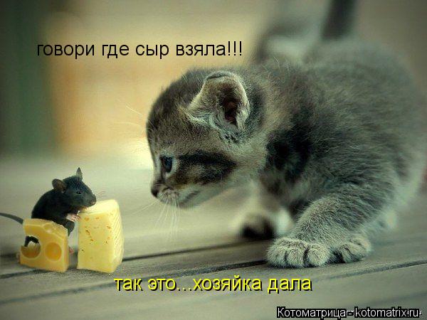 говори где сыр взяла!!! так это...хозяйка дала... Котоматрица: говори где сыр взяла!!! так это...хозяйка дала