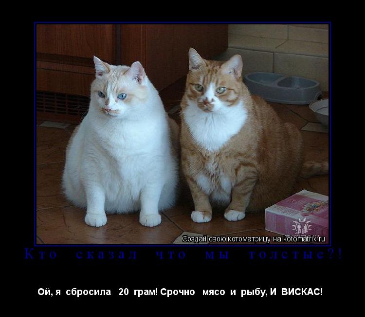 Котоматрица: Кто  сказал  что  мы  толстые?! Ой, я  сбросила   20  грам! Срочно   мясо  и  рыбу, И  ВИСКАС!  