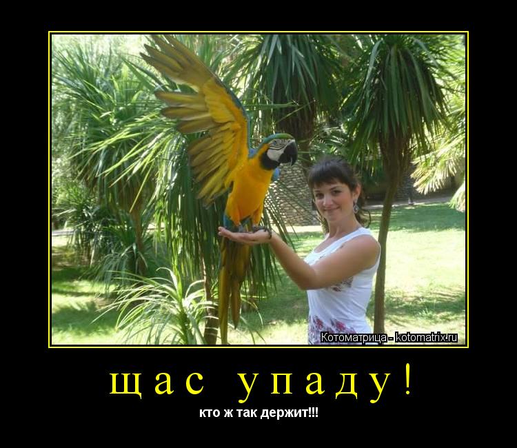 Котоматрица: щас упаду! кто ж так держит!!!