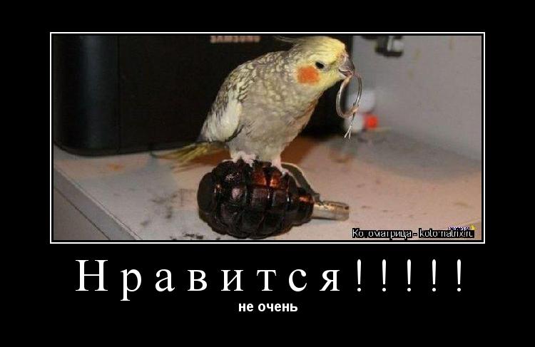 Котоматрица: Нравится!!!!! не очень