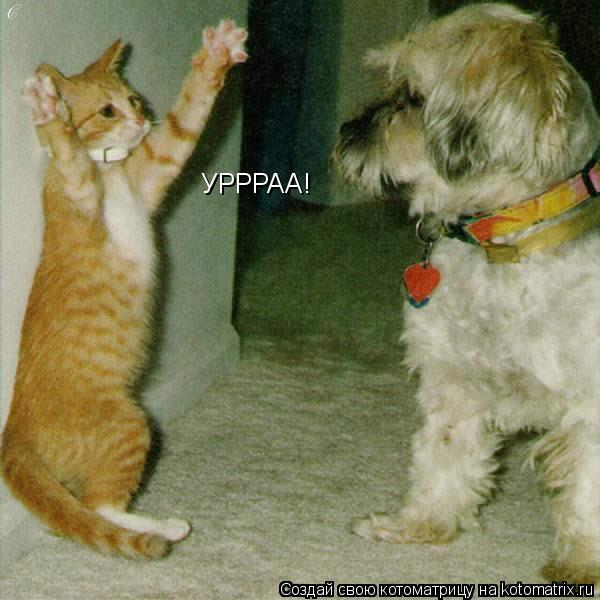 Котоматрица: УРРРАА!