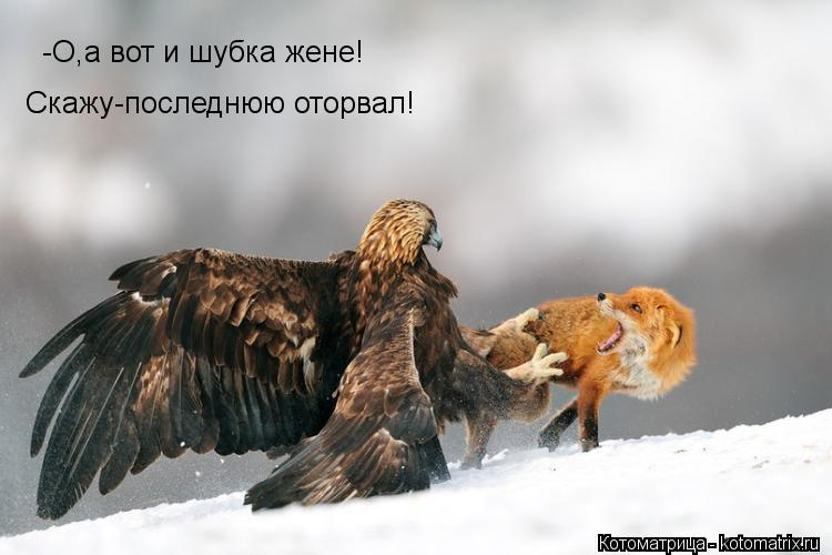 Котоматрица: -О,а вот и шубка жене! Скажу-последнюю оторвал!