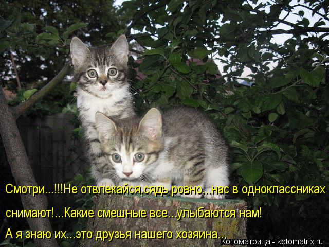 Смотри...!!!Не отвлекайся,сядь ровно...нас в одноклассниках снимают! снимают!...Какие смешные все...у... Котоматрица: Смотри...!!!Не отвлекайся,сядь ровно...нас в одноклассниках снимают! снимают!...Какие смешные все...улыбаются нам! А я знаю их...это друзья нашего