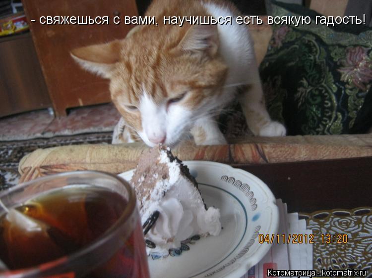 Котоматрица: - свяжешься с вами, научишься есть всякую гадость!