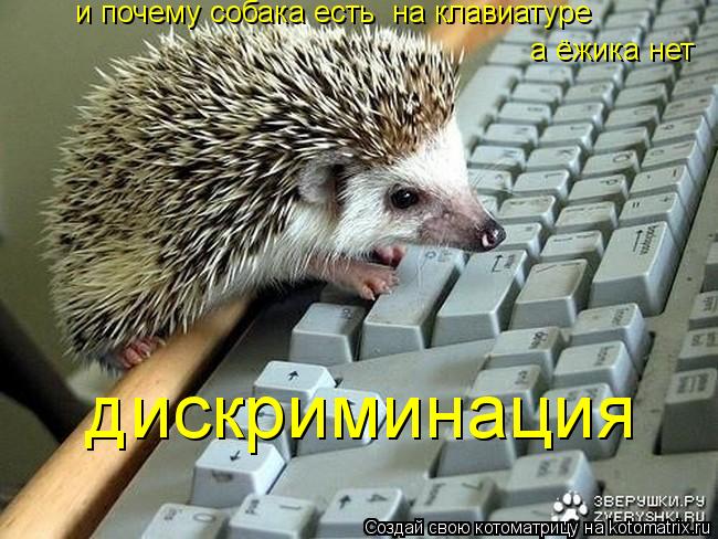 и почему собака есть на клавиатуре а ёжика нет дискриминация... Котоматрица: и почему собака есть на клавиатуре а ёжика нет дискриминация