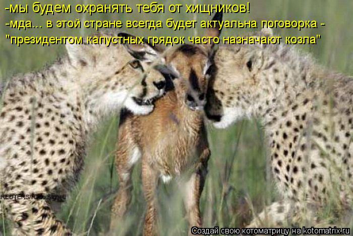-мы будем охранять тебя от хищников! -мда... в этой стране всегда будет актуальна поговорка - "прези... Котоматрица: -мы будем охранять тебя от хищников! -мда... в этой стране всегда будет актуальна поговорка - "президентом капустных грядок часто назначают к
