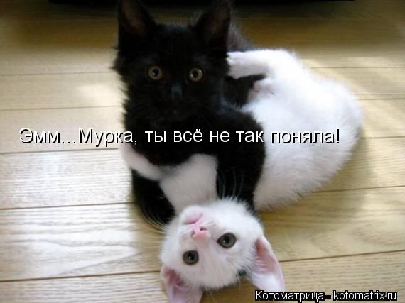 Эмм...Мурка, ты всё не так поняла!... Котоматрица: Эмм...Мурка, ты всё не так поняла!