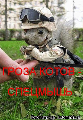 ГРОЗА КОТОВ - СПЕЦМЫШЬ... Котоматрица: ГРОЗА КОТОВ - СПЕЦМЫШЬ