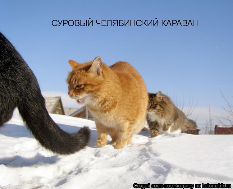 Котоматрица: СУРОВЫЙ ЧЕЛЯБИНСКИЙ КАРАВАН