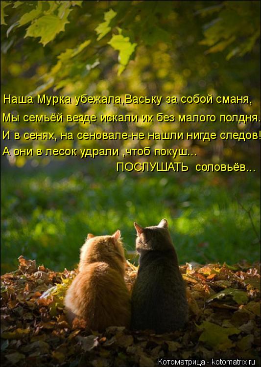 Котоматрица: Наша Мурка убежала,Ваську за собой сманя, Мы семьёй везде искали их без малого полдня. И в сенях, на сеновале-не нашли нигде следов! ПОСЛУШАТ
