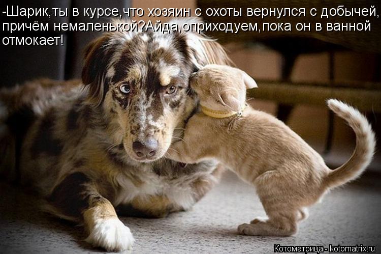 Котоматрица: -Шарик,ты в курсе,что хозяин с охоты вернулся с добычей, причём немаленькой?Айда,оприходуем,пока он в ванной отмокает!
