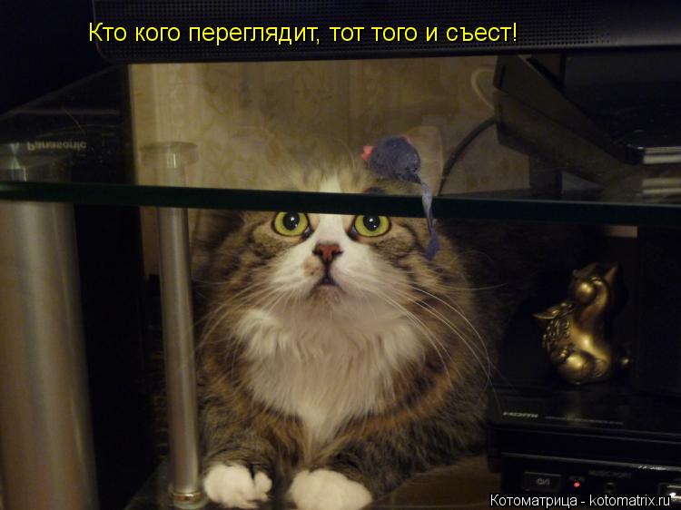Котоматрица: Кто кого переглядит, тот того и съест!