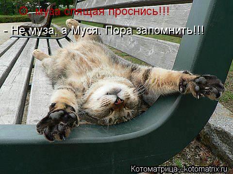 О, муза спящая проснись!!! - Не муза, а Муся. Пора запомнить!!!... Котоматрица: О, муза спящая проснись!!! - Не муза, а Муся. Пора запомнить!!!