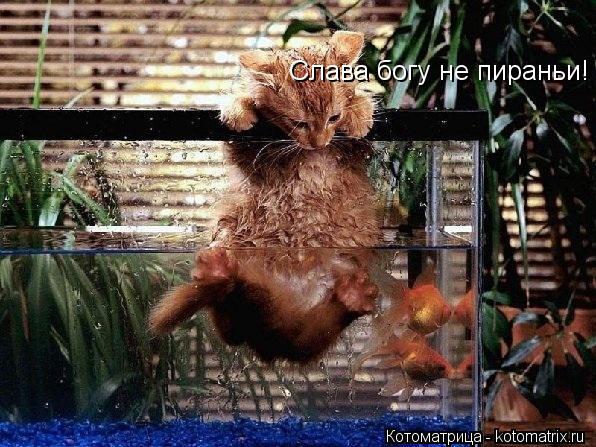 Котоматрица: Слава богу не пираньи!