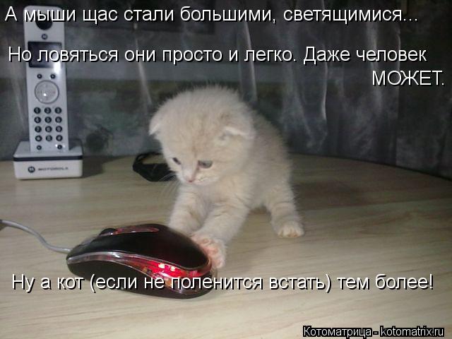 Котоматрица: А мыши щас стали большими, светящимися... Ну а кот (если не поленится встать) тем более! Но ловяться они просто и легко. Даже человек МОЖЕТ.