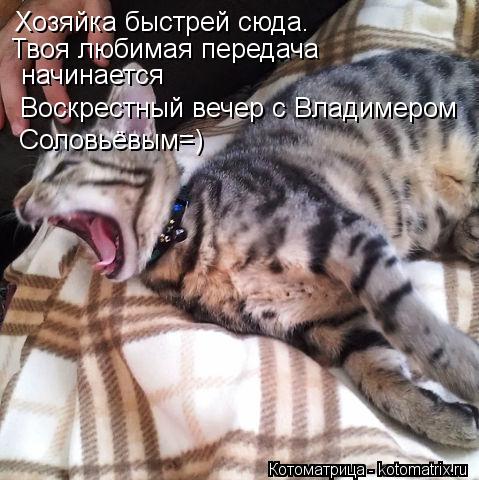 Хозяйка быстрей сюда. Твоя любимая передача начинается Воскрестный вечер с Владимером Соловьёвым=)... Котоматрица: Хозяйка быстрей сюда. Твоя любимая передача начинается Воскрестный вечер с Владимером Соловьёвым=)