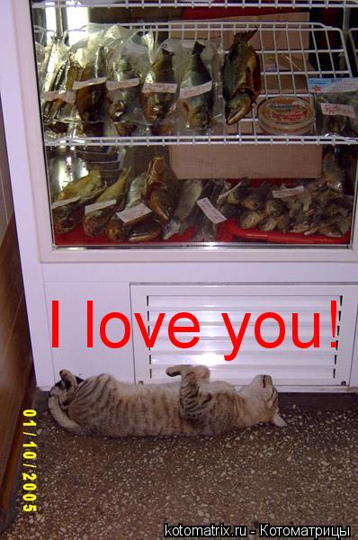Котоматрица: I love you!