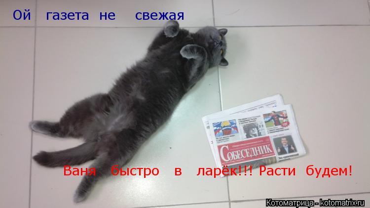Ой газета не свежая Ваня быстро в ларёк!!! Расти будем!... Котоматрица: Ой газета не свежая Ваня быстро в ларёк!!! Расти будем!