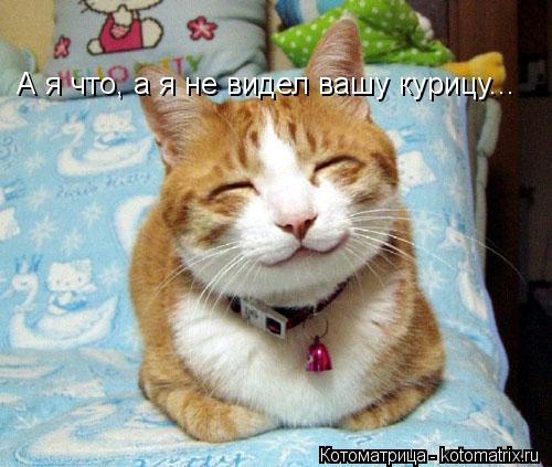 А я что, а я не видел вашу курицу...... Котоматрица: А я что, а я не видел вашу курицу...