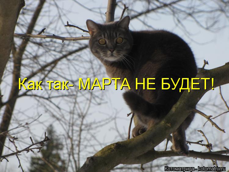 Котоматрица: Как так- МАРТА НЕ БУДЕТ!