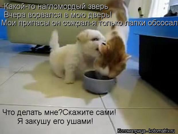 Котоматрица: Какой-то нагломордый зверь Вчера ворвался в мою дверь! Мои припасы он сожрал-я только лапки обсосал. Что делать мне?Скажите сами! Я закушу ег