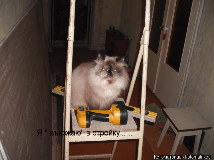 Я " въезжаю" в стройку...... Я " въезжаю" в стройку......... Котоматрица: Я " въезжаю" в стройку...... Я " въезжаю" в стройку......