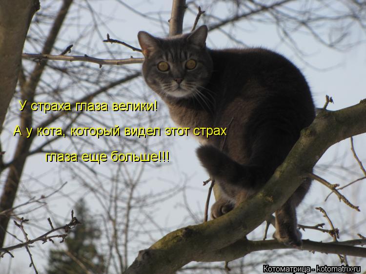 Котоматрица: У страха глаза велики! А у кота, который видел этот страх глаза еще больше!!!