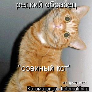 Котоматрица: редкий образец "совиный кот" не продаётся!