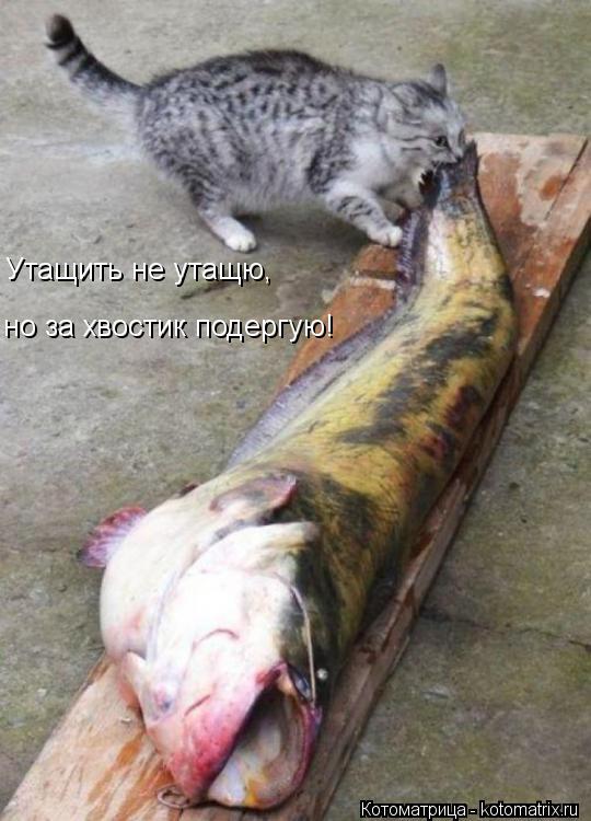 Котоматрица: Утащить не утащю, но за хвостик подергую!