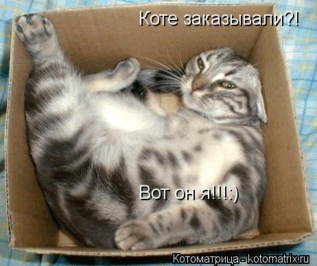 Коте заказывали?! Вот он я!!!:)... Котоматрица: Коте заказывали?! Вот он я!!!:)