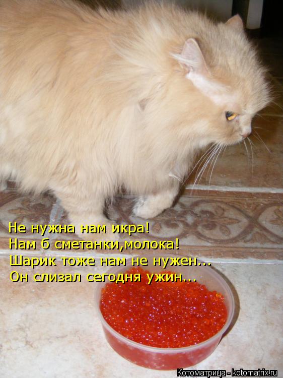 Котоматрица: Не нужна нам икра! Нам б сметанки,молока! Шарик тоже нам не нужен... Он слизал сегодня ужин...