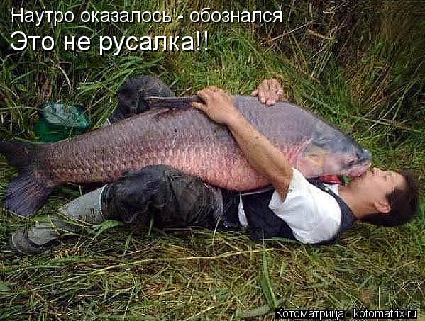 Котоматрица: Наутро оказалось - обознался Это не русалка!!
