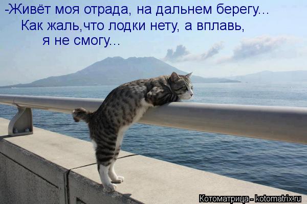 -Живёт моя отрада, на дальнем берегу... Как жаль,что лодки нету, а вплавь, я не смогу...... Котоматрица: -Живёт моя отрада, на дальнем берегу... Как жаль,что лодки нету, а вплавь, я не смогу...