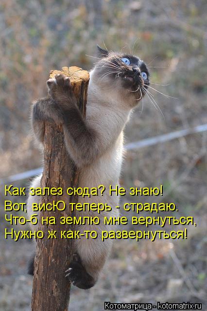 Котоматрица: Как залез сюда? Не знаю!   Вот, висЮ теперь - страдаю.  Что-б на землю мне вернуться,  Нужно ж как-то развернуться!