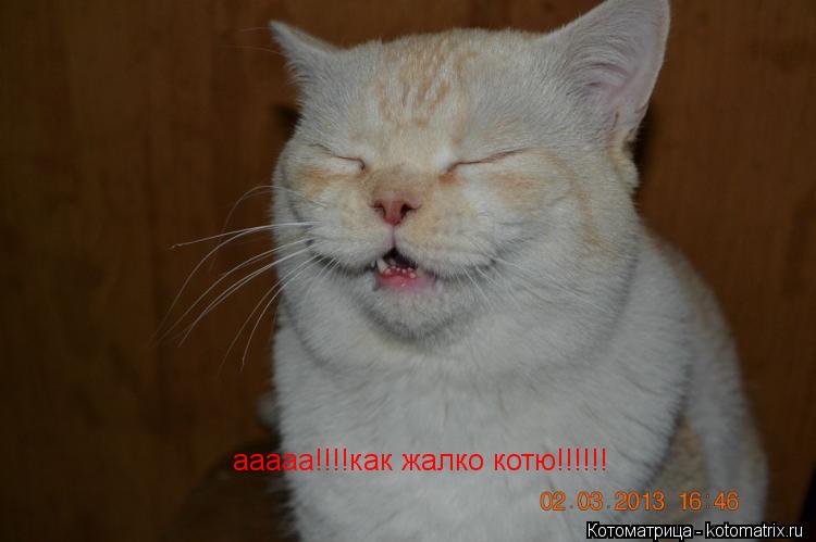 Котоматрица: ааааа!!!!как жалко котю!!!!!!