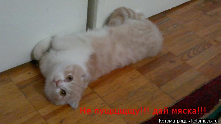 Котоматрица: Не пущщщщу!!! дай мяска!!!