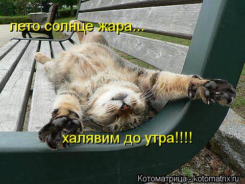 халявим до утра!!!! лето солнце жара...... Котоматрица: халявим до утра!!!! лето солнце жара...