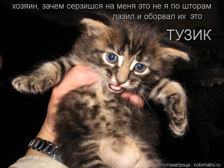 Котоматрица: хозяин, зачем серзишся на меня это не я по шторам лазил и оборвал их это ТУЗИК