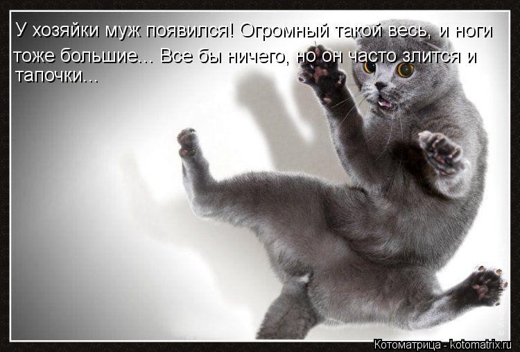 У хозяйки муж появился! Огромный такой весь, и ноги тоже большие... Все бы ничего, но он часто злитс... Котоматрица: У хозяйки муж появился! Огромный такой весь, и ноги тоже большие... Все бы ничего, но он часто злится и тапочки...