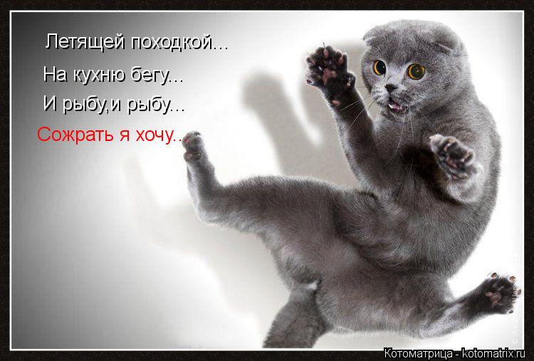 Летящей походкой... На кухню бегу... И рыбу,и рыбу... Сожрать я хочу...... Котоматрица: Летящей походкой... На кухню бегу... И рыбу,и рыбу... Сожрать я хочу...